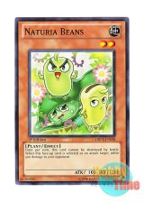 画像: 英語版 DREV-EN028 Naturia Beans ナチュル・ビーンズ (ノーマル) 1st Edition