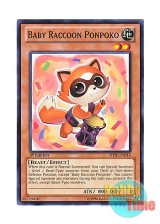 画像: 英語版 SHSP-EN014 Baby Raccoon Ponpoko 子狸ぽんぽこ (ノーマル) 1st Edition