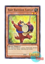 画像: 英語版 SHSP-EN015 Baby Raccoon Tantan 子狸たんたん (ノーマル) 1st Edition