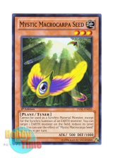 画像: 英語版 LVAL-EN035 Mystic Macrocarpa Seed 幻妖種ミトラ (ノーマル) 1st Edition