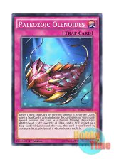 画像: 英語版 TDIL-EN095 Paleozoic Olenoides バージェストマ・オレノイデス (ノーマル) 1st Edition