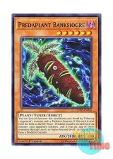 画像: 英語版 COTD-EN016 Predaplant Banksiogre 捕食植物バンクシアオーガ (ノーマル) 1st Edition