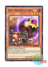 画像: 英語版 CIBR-EN035 Self-Destruct Ant アリジバク (ノーマル) 1st Edition