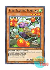 画像: 英語版 DANE-EN024 Star Staring Starling 星向鳥 (レア) 1st Edition