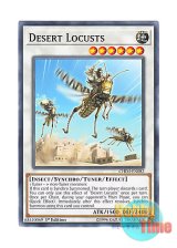 画像: 英語版 CHIM-EN082 Desert Locusts 砂漠の飛蝗賊 (ノーマル) 1st Edition