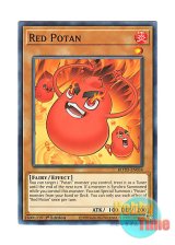 画像: 英語版 ROTD-EN034 Red Potan レッドポータン (ノーマル) 1st Edition