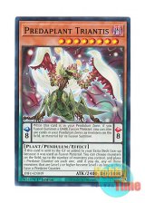 画像: 英語版 DIFO-EN019 Predaplant Triantis 捕食植物トリアンティス (ノーマル) 1st Edition