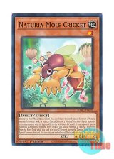 画像: 英語版 DABL-EN020 Naturia Mole Cricket ナチュル・モルクリケット (ノーマル) 1st Edition