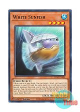 画像: 英語版 PHNI-EN006 White Sunfish 白曼波 (ノーマル) 1st Edition