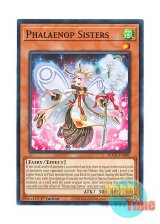 画像: 英語版 ROTA-EN085 Phalaenop Sisters 日本未発売 (ノーマル) 1st Edition