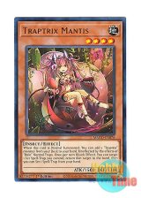 画像: 英語版 MAGO-EN076 Traptrix Mantis ランカの蟲惑魔 (レア：ゴールド) 1st Edition