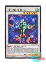 画像: 英語版 LC5D-EN100 Splendid Rose スプレンディッド・ローズ (レア) 1st Edition