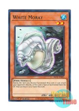 画像: 英語版 BLC1-EN051 White Moray ホワイト・モーレイ (ノーマル) 1st Edition