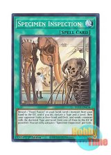 画像: 英語版 BLC1-EN136 Specimen Inspection 標本の閲覧 (ノーマル) 1st Edition