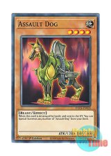 画像: 英語版 DLCS-EN035 Assault Dog アサルト・ガンドッグ (ノーマル) 1st Edition