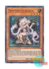 画像: 英語版 DUOV-EN054 Traptrix Genlisea リセの蟲惑魔 (ウルトラレア) 1st Edition