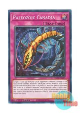 画像: 英語版 SDCS-EN039 Paleozoic Canadia バージェストマ・カナディア (ノーマル) 1st Edition