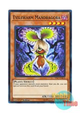 画像: 英語版 YS17-EN011 Evilswarm Mandragora ヴェルズ・マンドラゴ (ノーマル) 1st Edition