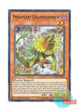 画像: 英語版 LED5-EN051 Predaplant Chlamydosundew 捕食植物サンデウ・キンジー (ノーマル) 1st Edition