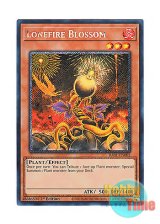 画像: 英語版 RA01-EN002 Lonefire Blossom ローンファイア・ブロッサム (プラチナシークレットレア) 1st Edition