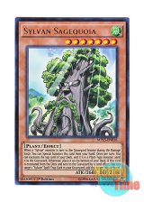 画像: 英語版 MP15-EN016 Sylvan Sagequoia 森羅の賢樹 シャーマン (ウルトラレア) 1st Edition