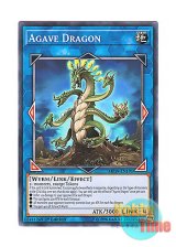 画像: 英語版 MP19-EN191 Agave Dragon 竜絶蘭 (ノーマル) 1st Edition