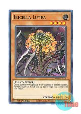 画像: 英語版 MP21-EN009 Ibicella Lutea イビルセラ・ルテア (ノーマル) 1st Edition