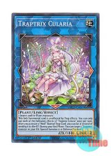 画像: 英語版 MP22-EN087 Traptrix Cularia クラリアの蟲惑魔 (スーパーレア) 1st Edition