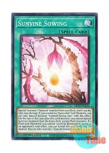 画像: 英語版 MP22-EN223 Sunvine Sowing 聖蔓の播種 (ノーマル) 1st Edition