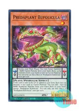 画像: 英語版 MP23-EN070 Predaplant Bufolicula 捕食植物ブフォリキュラ (ノーマル) 1st Edition