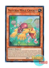 画像: 英語版 MP23-EN170 Naturia Mole Cricket ナチュル・モルクリケット (スーパーレア) 1st Edition